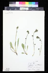 Hieracium gracile image