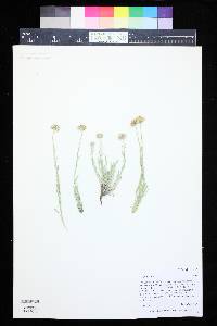 Erigeron canus image