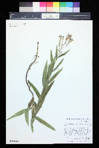 Lactuca tatarica var. pulchella image