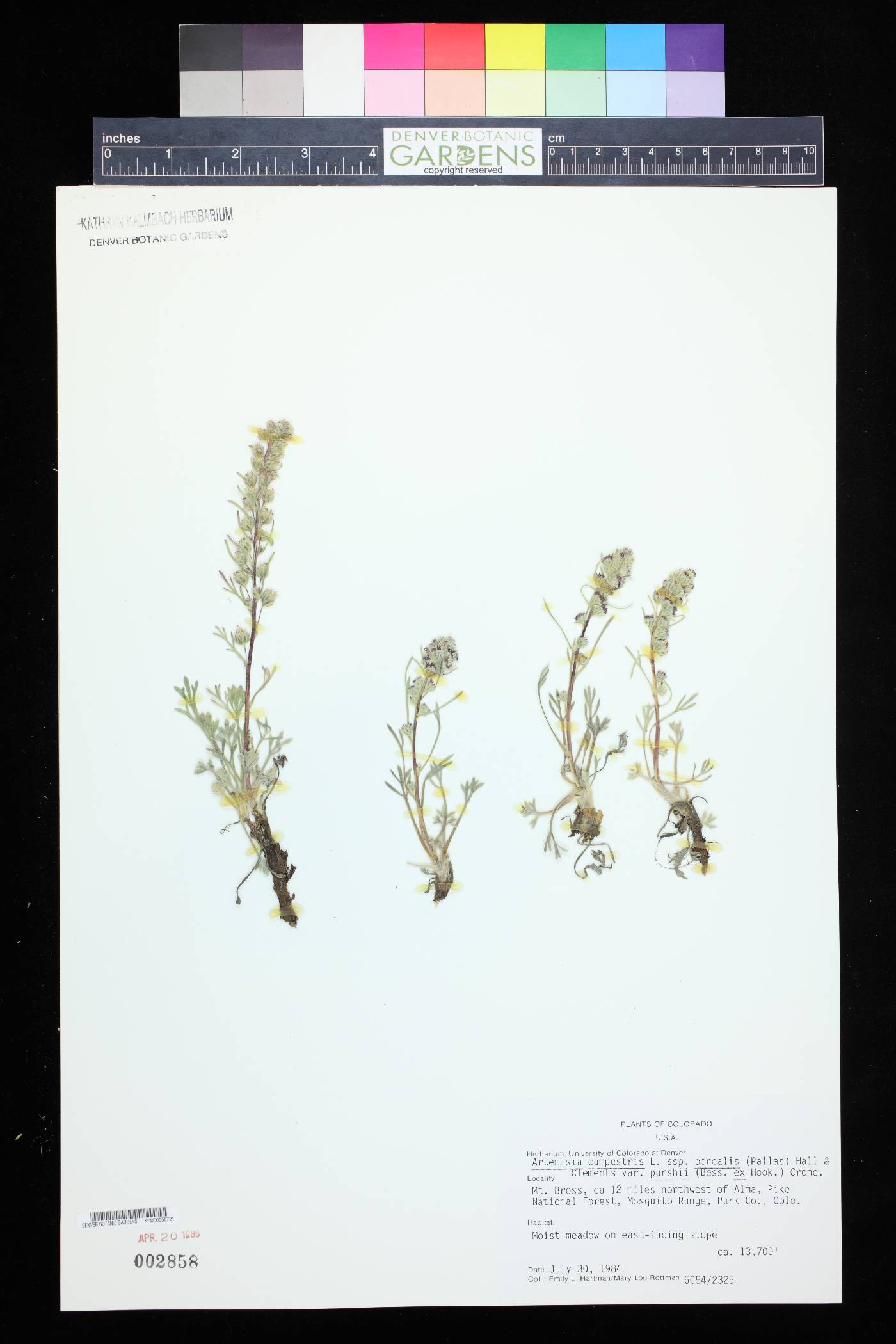 Artemisia campestris subsp. borealis image