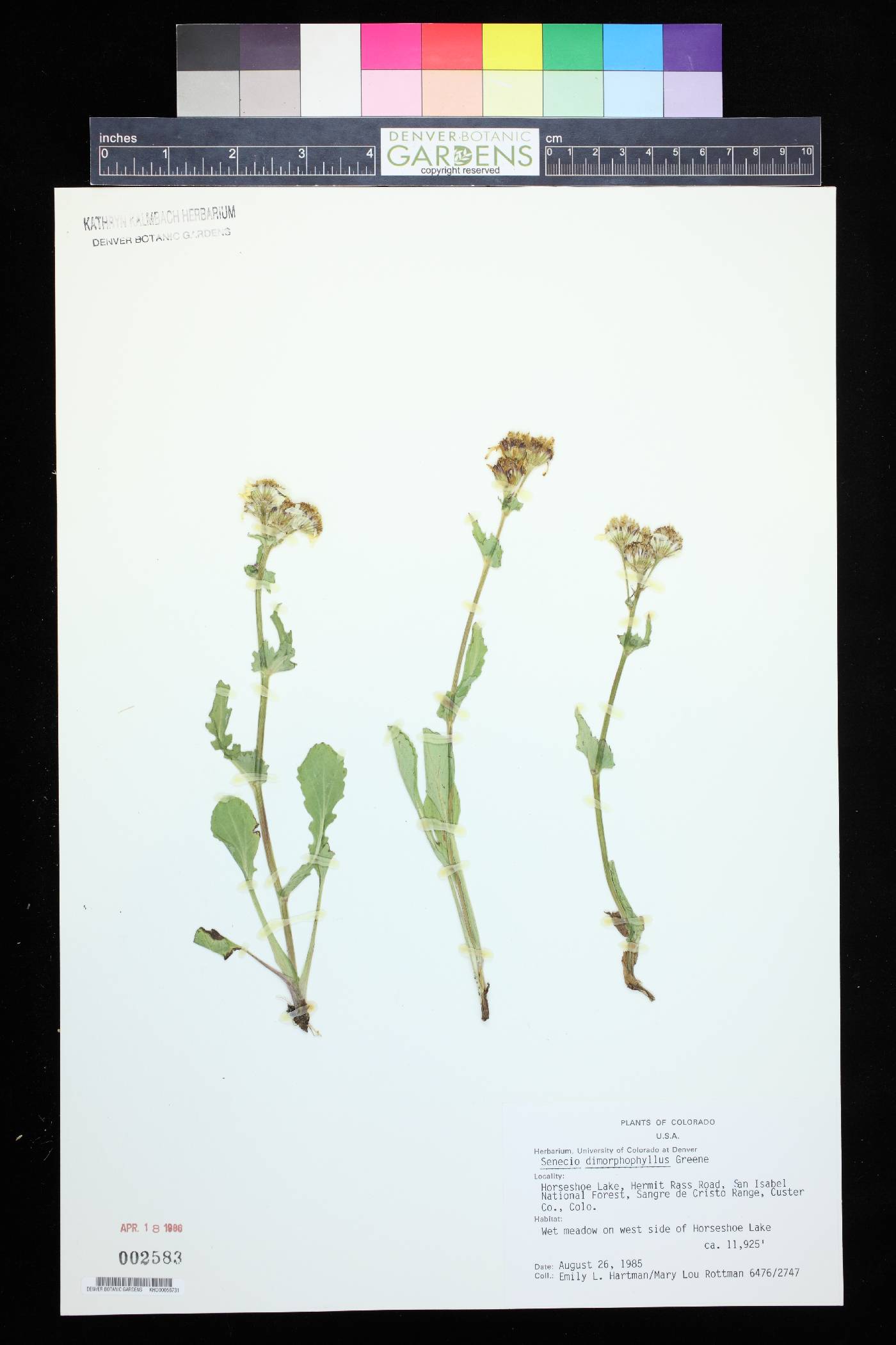 Senecio dimorphophyllus image