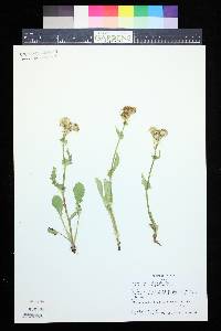 Senecio dimorphophyllus image