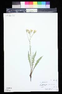 Crepis occidentalis image