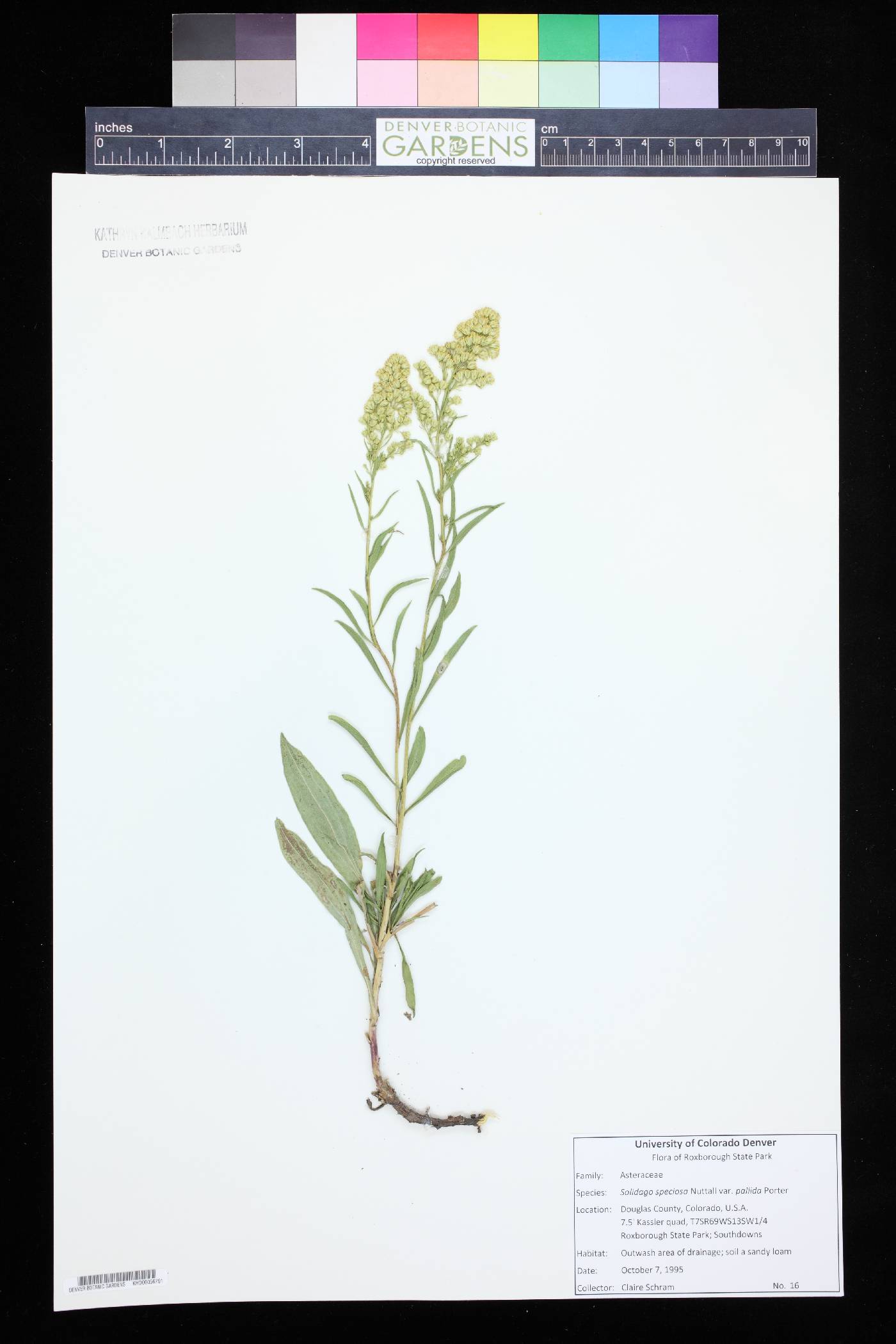 Solidago pallida image