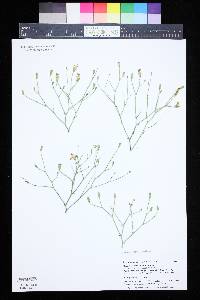 Lygodesmia juncea image