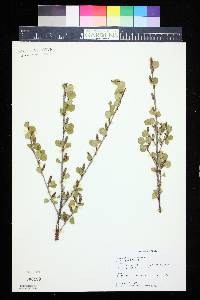 Betula glandulosa image