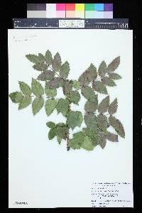 Mahonia aquifolium image