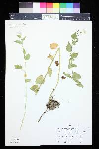 Cardamine cordifolia image