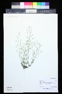 Draba nemorosa image