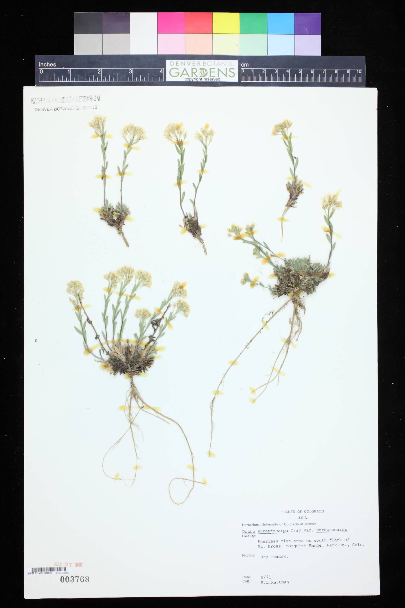 Draba streptocarpa var. streptocarpa image