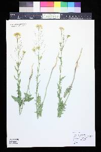 Sisymbrium loeselii image