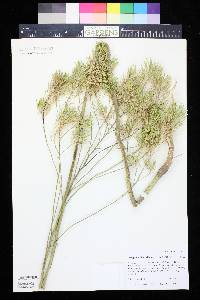 Thelypodium integrifolium image