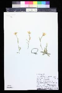 Campanula parryi image