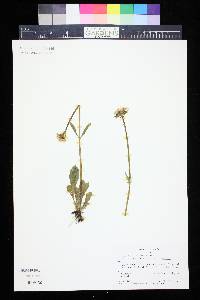 Valeriana acutiloba image