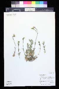 Cerastium arvense subsp. strictum image