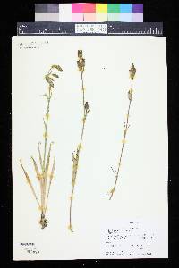 Silene drummondii image