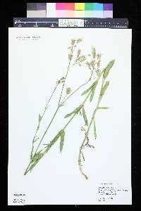 Silene csereii image