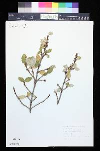 Shepherdia canadensis image