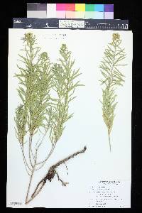 Euphorbia cyparissias image