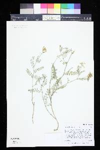 Astragalus puniceus image