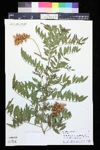 Glycyrrhiza lepidota image