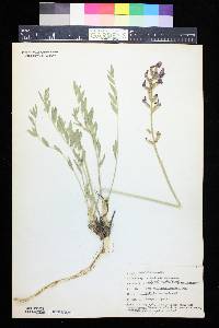 Oxytropis sericea subsp. sericea image