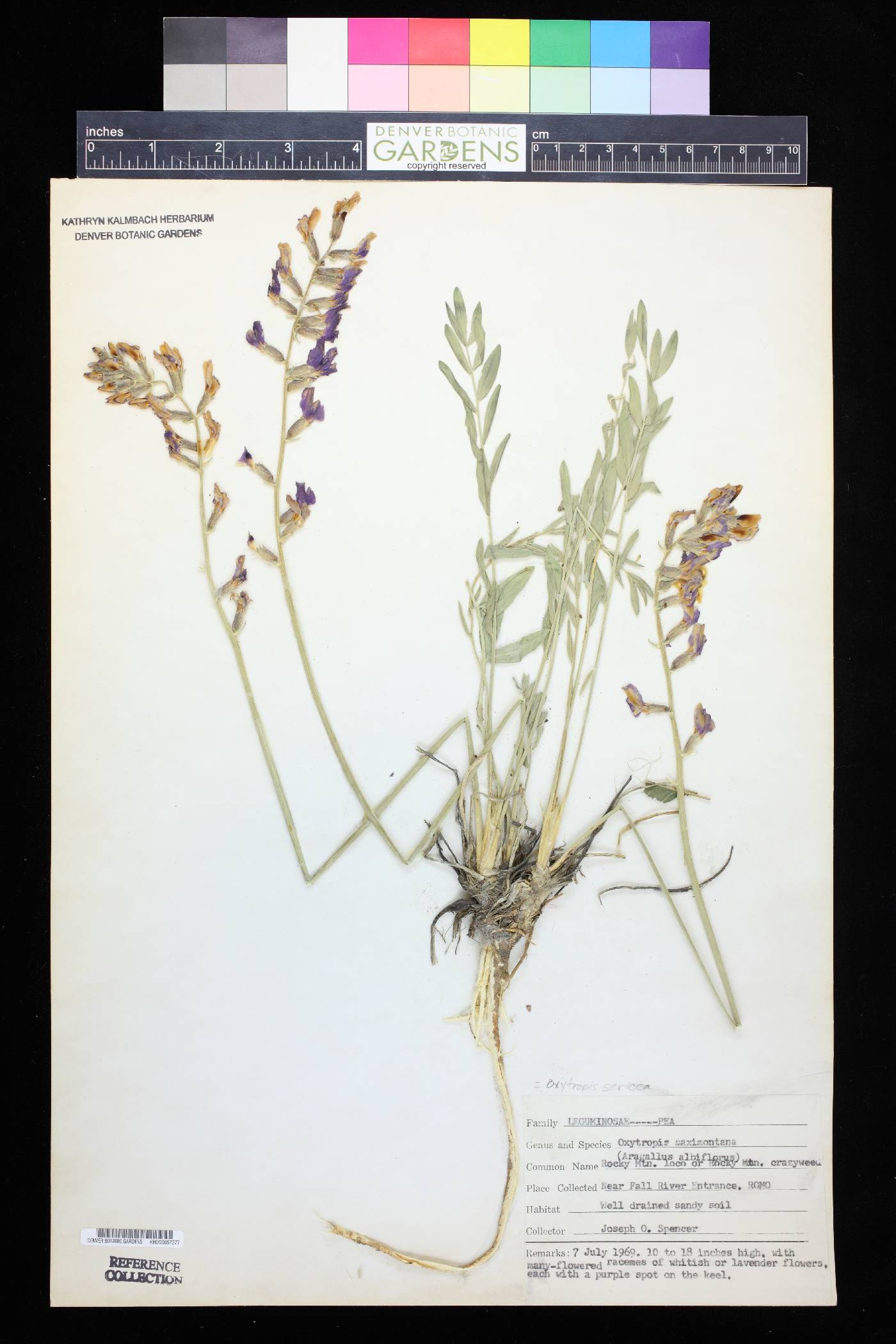 Oxytropis sericea subsp. sericea image