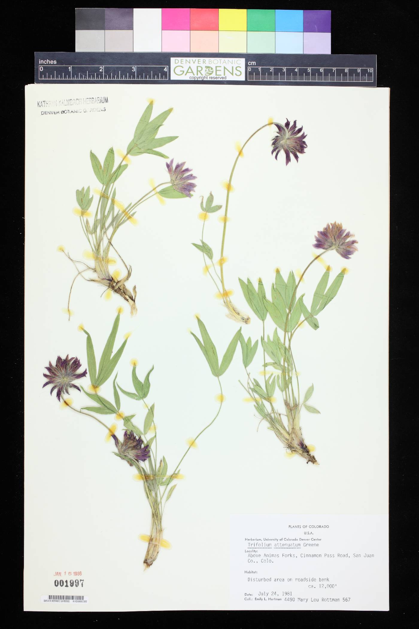 Trifolium attenuatum image