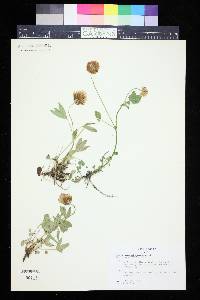 Trifolium longipes image