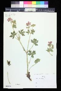 Geranium atropurpureum image