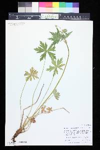 Geranium richardsonii image