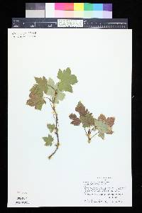 Ribes laxiflorum image