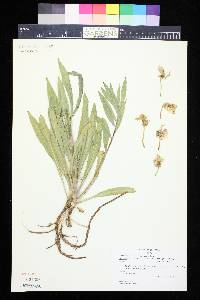 Oenothera villosa subsp. strigosa image