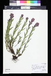 Castilleja rhexiifolia image