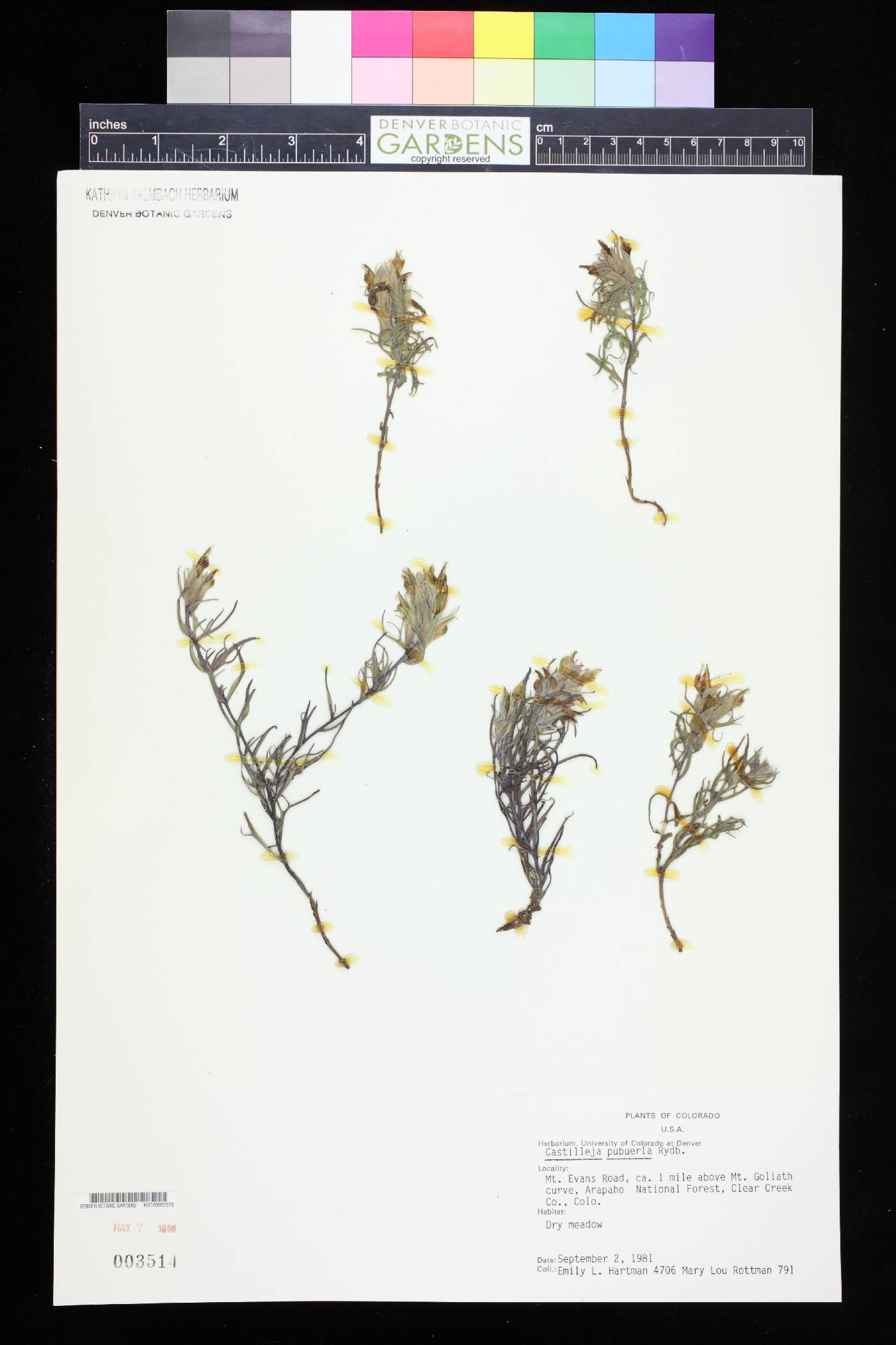 Castilleja puberula image