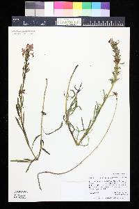 Pedicularis crenulata image