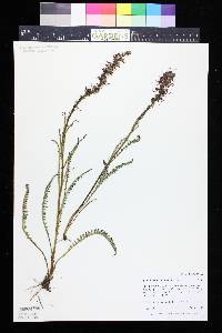 Pedicularis groenlandica image