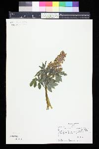 Corydalis caseana subsp. brandegeei image