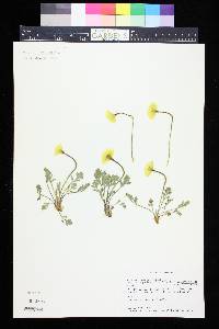 Papaver lapponicum subsp. occidentale image