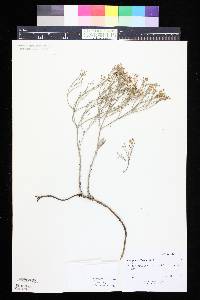 Eriogonum effusum image