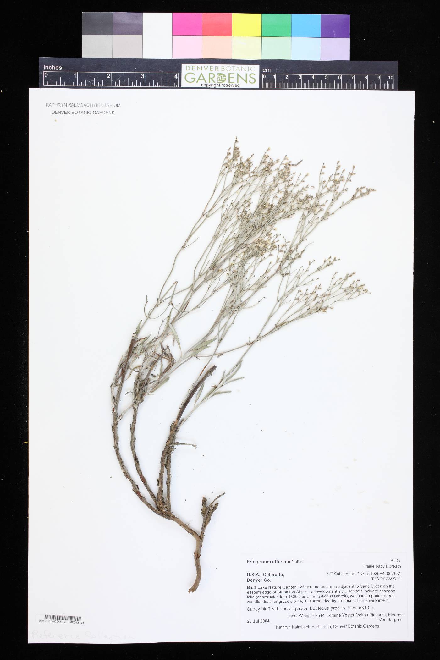 Eriogonum effusum image
