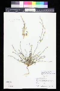 Polygonum douglasii image