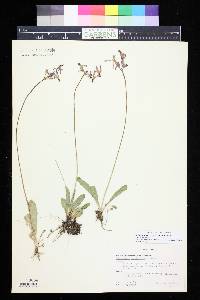 Dodecatheon pulchellum image