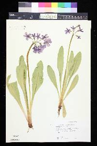 Primula parryi image