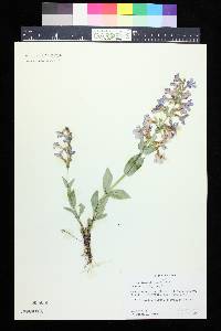 Penstemon alpinus image