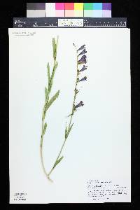 Penstemon saxosorum image