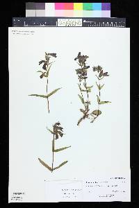 Penstemon whippleanus image