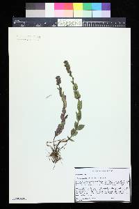 Veronica wormskjoldii image