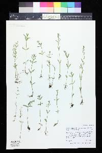 Veronica peregrina subsp. xalapensis image