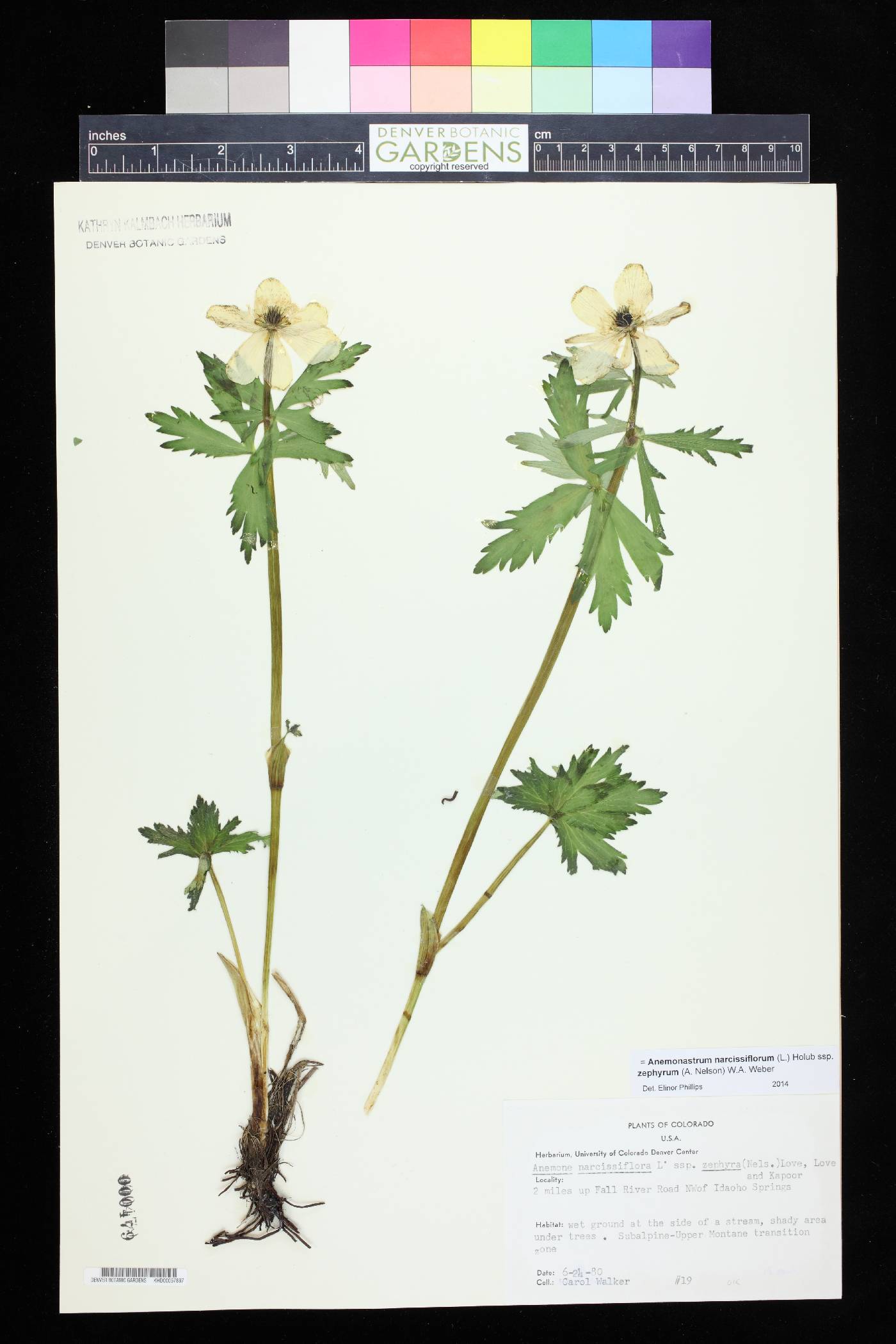 Anemone narcissiflora subsp. zephyra image